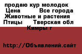 продаю кур молодок. › Цена ­ 320 - Все города Животные и растения » Птицы   . Тверская обл.,Кимры г.